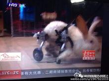 阿达娱乐吃瓜,揭秘娱乐圈最新吃瓜事件，带你领略明星幕后故事